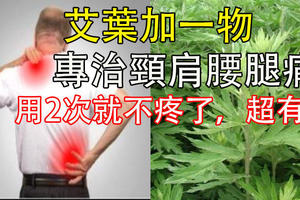 艾葉加一物，專治頸肩腰腿痛！用2次就不疼了，超有用！ 