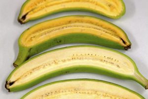 澳洲培養含4倍維他命A「超級香蕉」，每年或救75萬人！