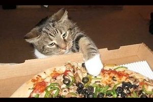 家中有隻愛偷 pizza 的喵星人，主人捕捉愛貓偷食的爆笑畫面!