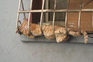 ［趣圖］20 幅照片證明︰貓咪不論何時何地都能睡覺