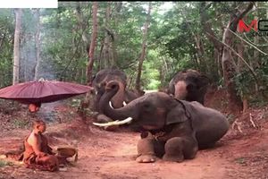 萬物皆有靈：泰國大象們竟然向路邊打坐的高僧下跪！視頻