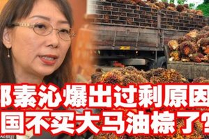 爆出油棕过剩原因 中国不买了？