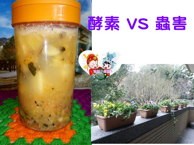 酵素 VS 蟲害.jpg