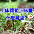 為何是“上床蘿蔔下床薑”?