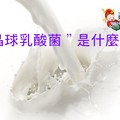 “晶球乳酸菌＂是什麼？