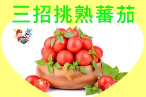 三招挑熟蕃茄