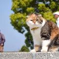 日本胖貓堅持爬山七年，體重仍然降不下……