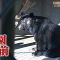 日本最慘動物園募資開始《東筑波烏托邦》拯救動物們的最後希望