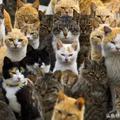 這個日本人在家裡偷偷養了53隻貓，房東要求賠償1000萬！