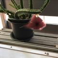 日本網友吐槽：為什麼我養的仙人掌開出了奇怪的花……
