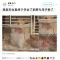 日本網友吐槽：我家的倉鼠怎麼學會了對鏡頭比“V”的手勢……