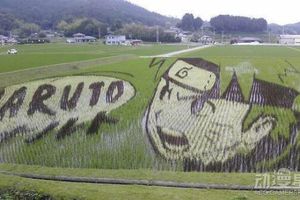《火影忍者》粉絲在稻田繪製巨大鳴人效果超完美