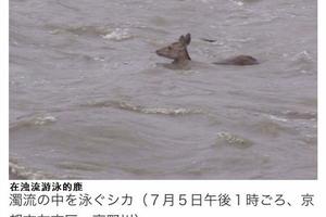 日本網民吐槽：京都鴨川在大雨之後變成了天然動物園
