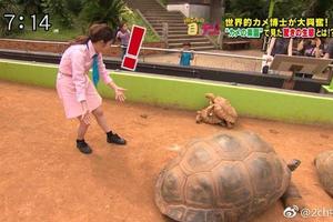 日本女主播裝傻：這兩隻烏龜在幹嘛呢，引來日本網友強力吐槽