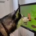 給寵物選購電子遊戲，是鏟屎官要研究的新學問