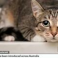 流浪肥貓大如虎，澳大利亞實行法令不讓貓出門，抓到罰1600美元
