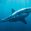 明明就吃到飽？為何「水族館的鯊魚不吃其他魚」　網揭可怕真相