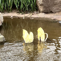 池塘驚見3隻「黃天鵝」仙氣悠遊　放大一看全笑瘋：天然的開水白菜