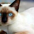 暹羅貓為什麼會被稱為「貓中狗」？