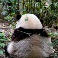 最牛賞「花」！一隻「頂流貓兒」助力成都熊貓基地成五一全國最火景點之一