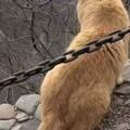 網友爬山偶遇一隻橘貓，沒想到貓咪那麼有靈性