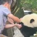 動物園疑用「沐浴露」給大熊貓洗澡被指不利於健康 工作人員：毛髮打結 是獸醫專用