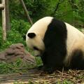 為什麼圈養大熊貓會有刻板行為？如何改善它們的生活質量？
