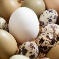 雞蛋、鴨蛋、鵪鶉蛋……營養最高的竟是它！