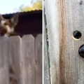 不忍心隔壁狗狗跳著打招呼　鄰居做出最貼心改建！「牠超開心使用」影片可愛爆