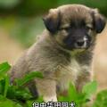 城市瀕危物種：中華田園犬