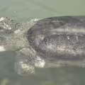 最孤獨動物！全世界只剩2隻「2.7億年活化石」