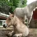 影／野馬幼崽遭母遺棄 美動物園跨種配養母
