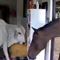 影／寵物狗開門「讓牛馬進屋玩」　主人衝回家表情絕了