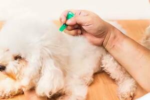 不知道如何給狗狗使用驅蟲藥？這篇文章讓你輕鬆掌握！