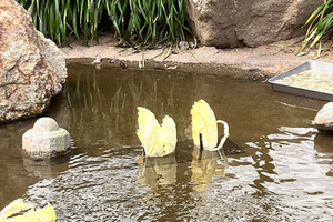 池塘驚見3隻「黃天鵝」仙氣悠遊　放大一看全笑瘋：天然的開水白菜