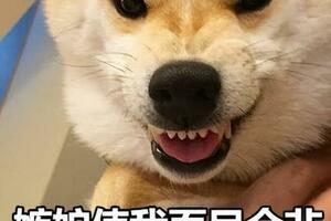 養狗多年才明白，狗狗用爪子「扒拉」我，是在給我信號！