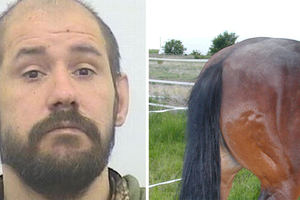 39歲男闖農場「強制上馬」被抓又回頭發洩　檢察官怒了：這匹馬至少被弄12次