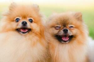 在犬類世界中廣受歡迎的狗的特徵！ 全面解讀狗狗的四大共同特徵。