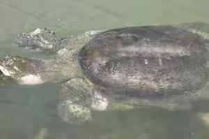 最孤獨動物！全世界只剩2隻「2.7億年活化石」