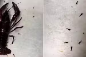 買龍蝦回家正要料理!它竟「在水槽生小孩」 網急喊:千萬別煮 買龍蝦回家正要料理!它竟「在水槽生小孩」 網急喊:千萬別煮