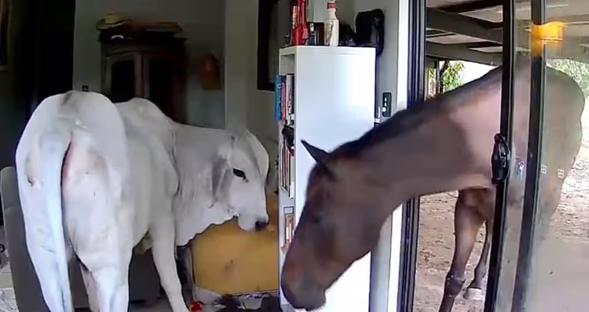 影／寵物狗開門「讓牛馬進屋玩」　主人衝回家表情絕了