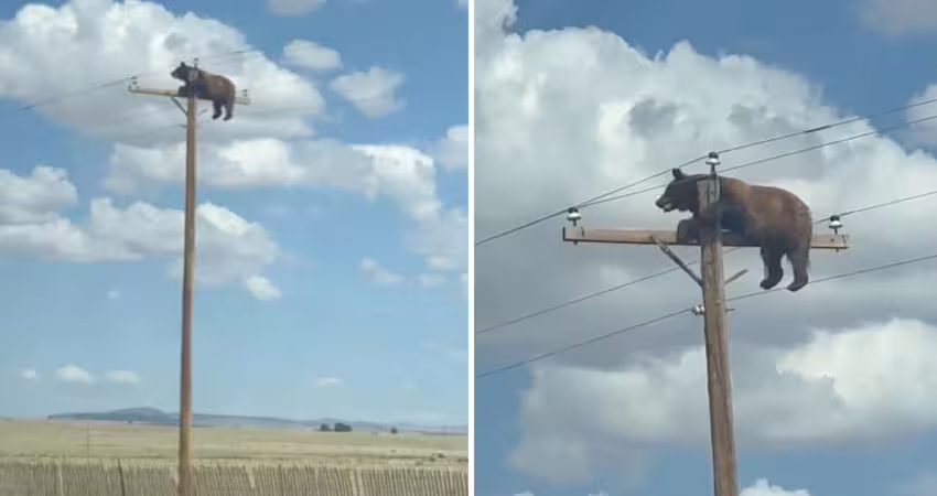 不是AI！電線桿頂端有熊　掛高空苦撐結局曝