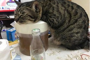 貓咪趴在熱茶壺上取暖，結果茶涼了之後發現不對勁了 