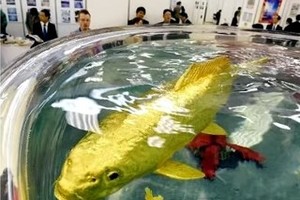 台灣海域驚現稀有「黃金魚」！牠不僅外表優美，身上還有「24克拉純金」！牠的身價讓我當場腿軟… 