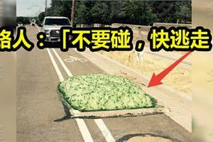 路上長出「綠色海綿」還不斷變大！他忍不住想上前摸看看，卻被路人驚叫阻止「不要碰，快逃走！」