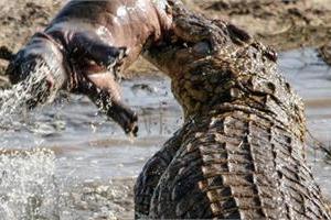 一隻鱷魚趁［河馬媽媽］外出尋找食物時［捕殺］小河馬，但河馬媽媽最後的反應［讓人心碎］！！