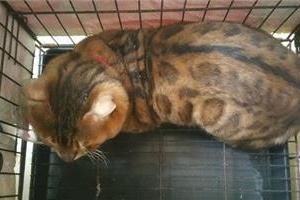 花599買的一隻豹貓，主人到家發現不對勁，網友笑道：虧了五百