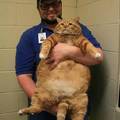 勵志到哭了！「18公斤大胖喵」熬過三年魔鬼減肥計畫...「變身天菜」網驚呼：是同一隻？