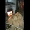 五隻小金毛在火爐旁簇擁取暖，主人聞到狗肉香，這是在燒烤？