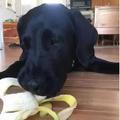 拉布拉多愛吃香蕉到走火入魔，多次被香蕉騙走，狗主人哭笑不得